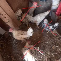 سه تاخروس گلین بالغ ونیمچه معاوضه کفتر مرغ پرنده|حیوانات مزرعه|محمدشهر, یزدیها|دیوار