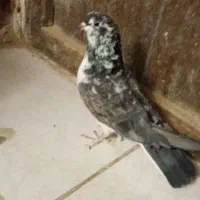 کبوتر تهرانی به شب گرفتم