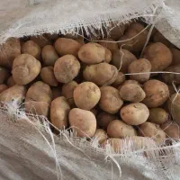 بذر‌ جلی