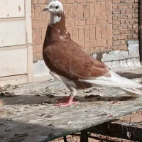 کبوتر پرشی و آس