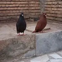 کفتر رنگی|پرنده|خرمشهر, |دیوار