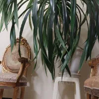 فروش گل|گل و گیاه طبیعی|تهران, علم و صنعت|دیوار