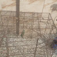 قفس‌آهنی|لوازم جانبی حیوانات|مزرعه کتول, |دیوار