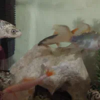 ماهی کوی و کت برنز|ماهی|تهران, جوادیه تهرانپارس|دیوار