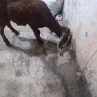 بز عربی برای فروش|حیوانات مزرعه|خرمشهر, |دیوار