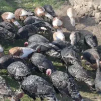 بوقلمون محلی و برنز