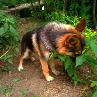 سگ ژرمن شپرد نر