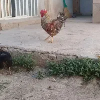 سه عدد مرغ یک خروس محلی جوان به فروش میرسد