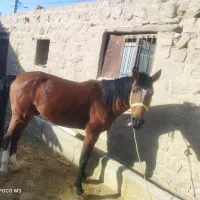 اسب|اسب و تجهیزات اسبسواری|زرنه, |دیوار