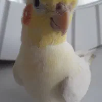 عروس هلندی سخنگو