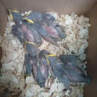 جوجه سهره اهوازی