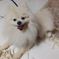 پامر عروسکی وارداتی نر