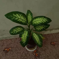 گل مجلسی طبیعی