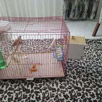 فنچ نرگسی با سه جوجه