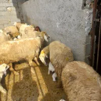 ۵راس میس وبره جوان داشتی گیلانغرب هستم