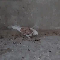 کفتر شهرئ و پلاکی