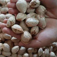 فروش بادام پوست کاغذی|خوردنی و آشامیدنی|شیراز, طلاب|دیوار