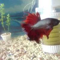 فایتر ماهی نر