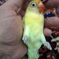 کوتوله برزیلی