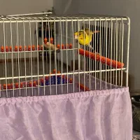 سهره قناری ابلق