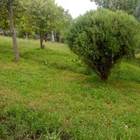 اجاره زمین کشاورزی میخواهم|فعالیت داوطلبانه تحقیقاتی|نیشابور, ده حلاج|دیوار