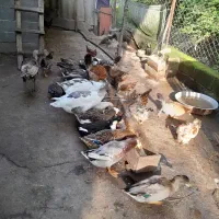 مرغ خروس غاز اردک بوقلمون جوجه