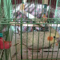 عروس هلندی از نژاد خاص|پرنده|قروه, |دیوار