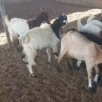 تعدادی کهره نر|حیوانات مزرعه|بندر گناوه, |دیوار