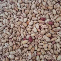 لوبیا چیتی خشک امساله