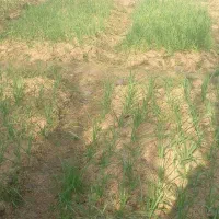 نگهداری از باغ ویلا زمین