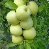 سرکارگری|خدمات باغبانی و درختکاری|کرمانشاه, |دیوار