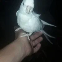 عروس نر