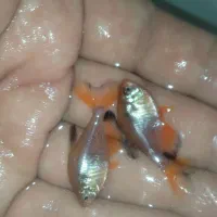 ماهی تترا جواهر