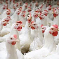 کار در مرغداری