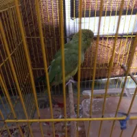 طوطی ملنگو ماده