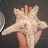ستاره دریایی بزرگ