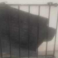 باربند و کفی پشت صندوق تیبا
