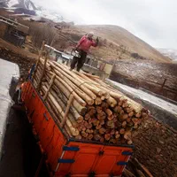 خرید و فروش چوب با بهترین قیمت|خدمات باغبانی و درختکاری|سنقر, |دیوار