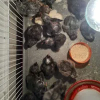 خانه قدیمی برای پرورش