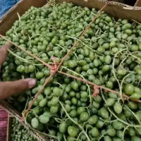تولید و پخش ابلیمو آبغوره سرکه رب گوجه رب انار|خوردنی و آشامیدنی|یزد, |دیوار