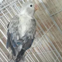 کوتوله جفت کار داده نریاماده تک باضمانت کتبی|پرنده|مشهد, فاطمیه|دیوار