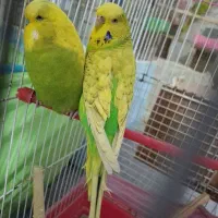 جفت بالغ اینگیسی