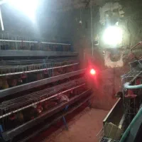 قفس مرغ تخمگذار