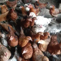 فروش مرغ گلپایگان