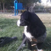 واگذاری سگ اشپیتز نر|سگ|ری, دولت‌آباد|دیوار