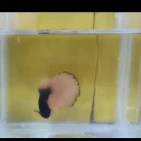 فایتر هافمون بتا|ماهی|لنجان, |دیوار