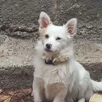 سگ پا کوتاه