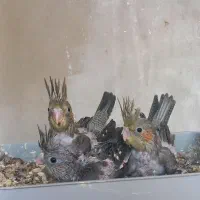 جوجه عروس هلندی سرلاکی