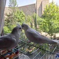 جوجه عروس هلندی آلبینو (دون خور )