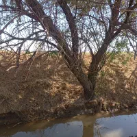 برش وقطع وحرس درختان باغهای شخصی همشهریان عزیز